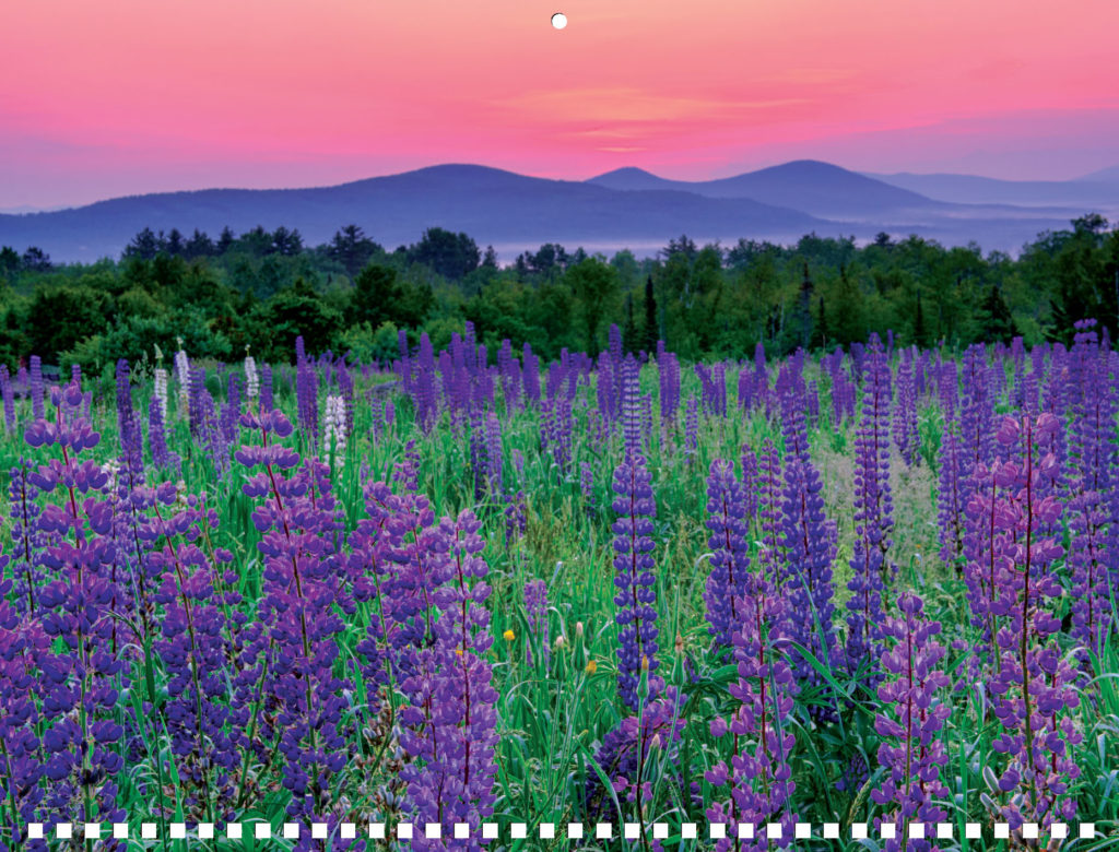 July Fragrance of the Month Wild Maine Lupine Colley Hill Candle