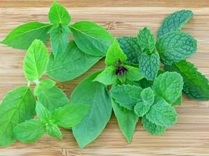 Spearmint Basil